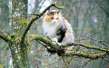 Autumn Cat, autumn, Latvia, cat, tree HD wallpaper