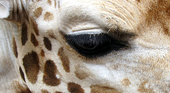 Giraffe, graphy, animals, nature, eye HD wallpaper