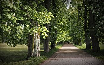 Chestnut Avenue, spring, park, chestnuts, avenue, blossoms HD wallpaper