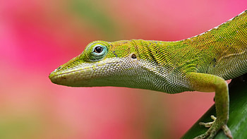 Animals, Lizards HD wallpaper