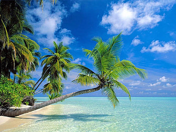 Palm Beach, palm, clouds, trees, sky, nature, beach HD wallpaper