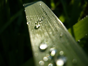Water drop on grass, necros89, drop, green, nature, grass, water HD wallpaper