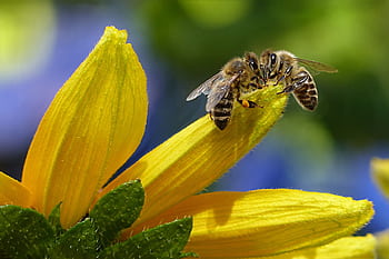 Close-up of honey bees pollinating a bright yellow flower, capturing nature's beauty and delicate balance. HD wallpaper