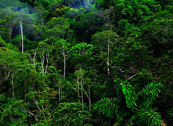 Lush rainforest, Natural abundance, Biodiversity hotspot, Pristine ecosystem HD wallpaper