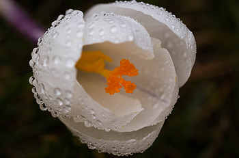 Close up, drops, crocus HD wallpaper