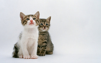 Cats, animal, kitten, cute, cat, pet HD wallpaper