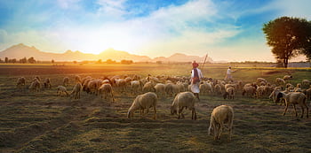 A shepherd guides a flock of sheep in a Rajasthani pasture at sunrise. HD wallpaper