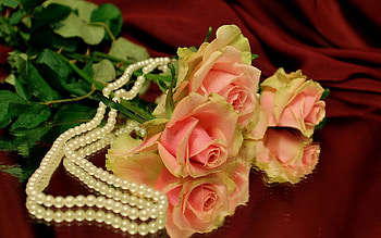 Plants, Flowers, Roses, Bouquets HD wallpaper