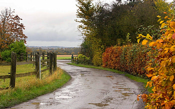Autumn in the trees, trees, autumn, rain, route HD wallpaper