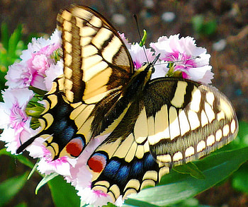 Close up, blue, black, butterfly, yellow, flower, red, swallowtail HD wallpaper