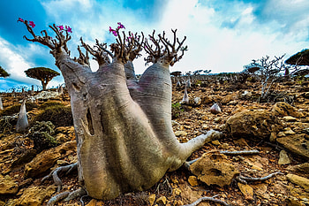 Socotra Island, Yemen, Alien world, Extraordinary landscapes HD wallpaper