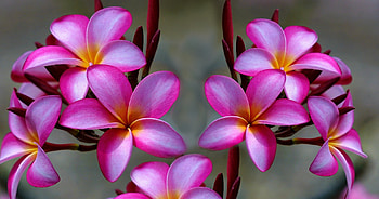 Pink Plumeria For My Friend Luna, BEAUTY, FLOWERS, NATURE, PLUMERIA HD wallpaper