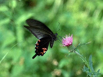 Flower, Macro, Flight, Butterfly, Wave, Sweep HD wallpaper