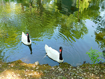 Looking for a handout!, white, black, green, trees, water HD wallpaper