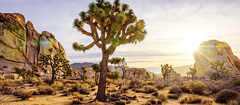 Joshua Tree National Park, Explore California, Natural wonders, Unforgettable experience HD wallpaper