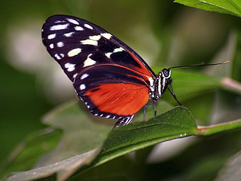 Beautiful Butterfly, cool, beautiful, butterfly HD wallpaper