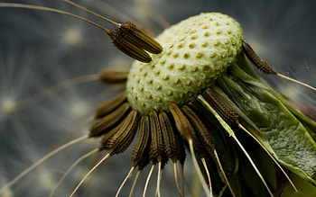Macro, Close-Up, Dandelion, Seeds, Seed, Fly Around HD wallpaper