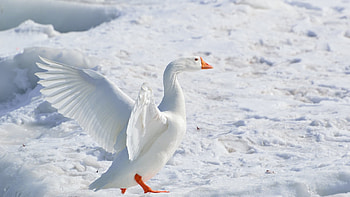 Snow goose in , Breathtaking , Stunning , Winter beauty HD wallpaper
