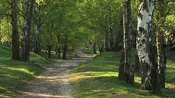 Landscape, Trees, Roads HD wallpaper