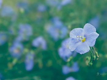 Flax Fairy, abstract, flower HD wallpaper