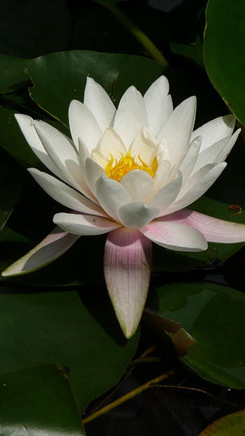 Water Lily, White HD phone wallpaper