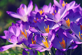 Crocus, bright and violet, flower HD wallpaper