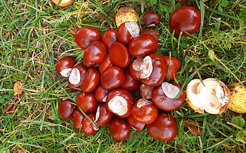 Conkers, brown, grass, chestnuts, Latvia HD wallpaper