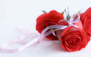 Plants, Flowers, Roses HD wallpaper