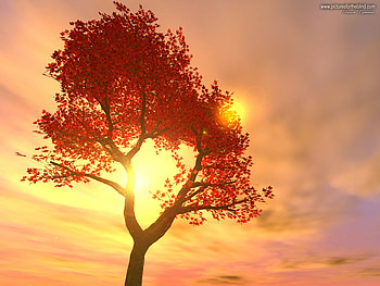 Majestic tree, sky, light, tree, sunset HD wallpaper