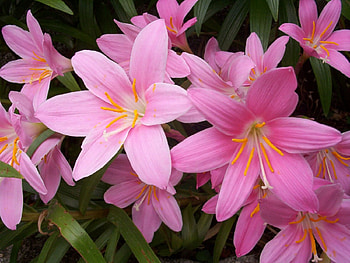 Pink Lilies, pink, Easter, flowers, Spring, lilies HD wallpaper