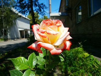 Plants, Flowers, Roses HD wallpaper