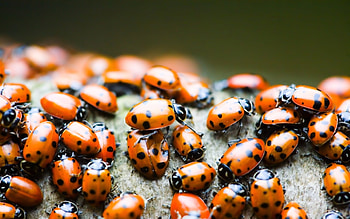 Insects, Ladybugs HD wallpaper