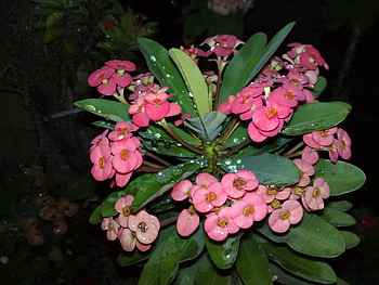 gina's flowers, different kinds HD wallpaper