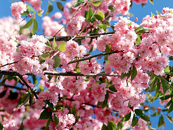 Plants, Flowers, Trees HD wallpaper