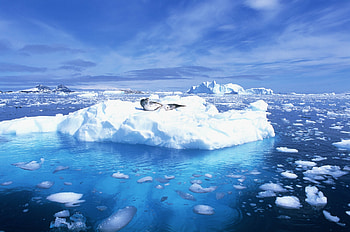 Animals, Ice, Leopard, Ocean, North HD wallpaper