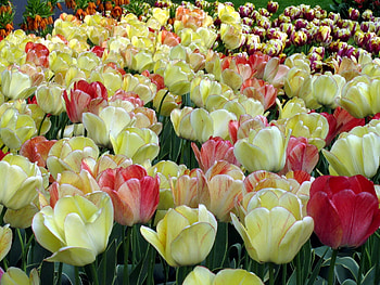 Spring, Flowers, Tulips, Close-Up, Disbanded, Loose, Mottled, Variegated HD wallpaper
