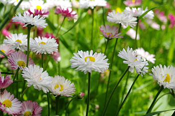 Meadow, white clover, flowers, plants HD wallpaper