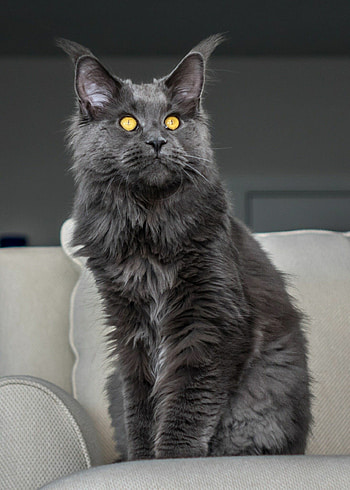 Blue, Maine Coon HD phone wallpaper