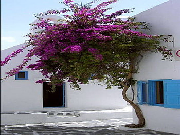 Santorini, purple, island, tree, flower HD wallpaper