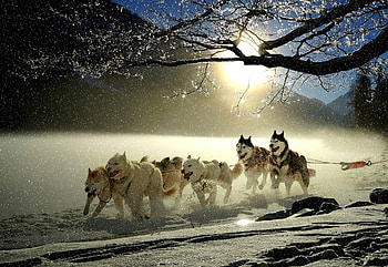 Sleigh Dogs, Animals, Winte, Dogs, Snow, Sleigh HD wallpaper