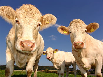 Detailed view of Charolais cows grazing under a clear blue sky on a sunny day. HD wallpaper