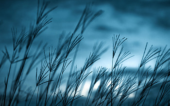 Cool Nature, nature, blue HD wallpaper