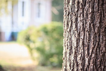 Detailed close-up of tree bark with blurred background of sunlit garden and building. HD wallpaper