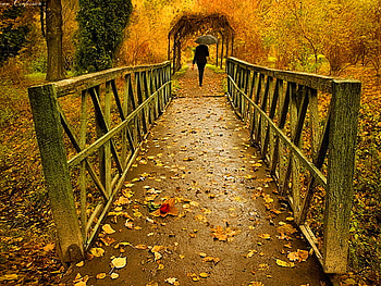 Rainy autumn day, rain, fall, man umbrella, day, leaves, bridge, autumn, nature, forest HD wallpaper
