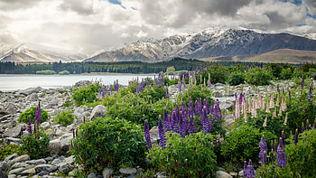 Nature, Flowers, Mountains, Lake, New Zealand HD wallpaper