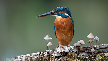 Kingfisher bird, Striking plumage, Majestic creature, Wildlife graphy HD wallpaper