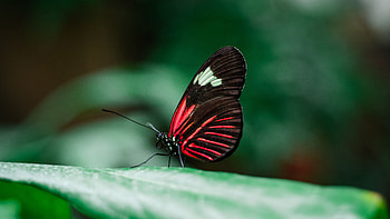 Butterfly, animal, macro, insect HD wallpaper