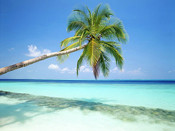 Plants, Landscape, Sea, Beach, Palms HD wallpaper