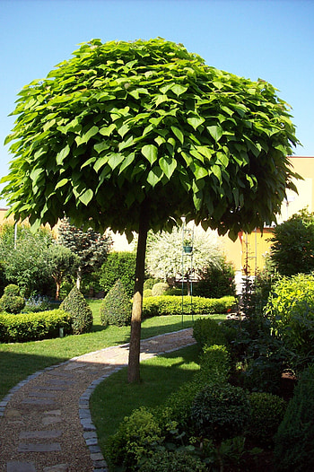 Katalpa, Modern garden design, Dream garden, Backyard landscaping HD phone wallpaper