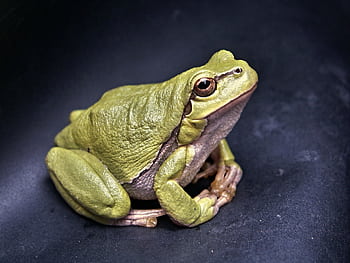 Vibrant green tree frog captured in detail against a dark background. HD wallpaper